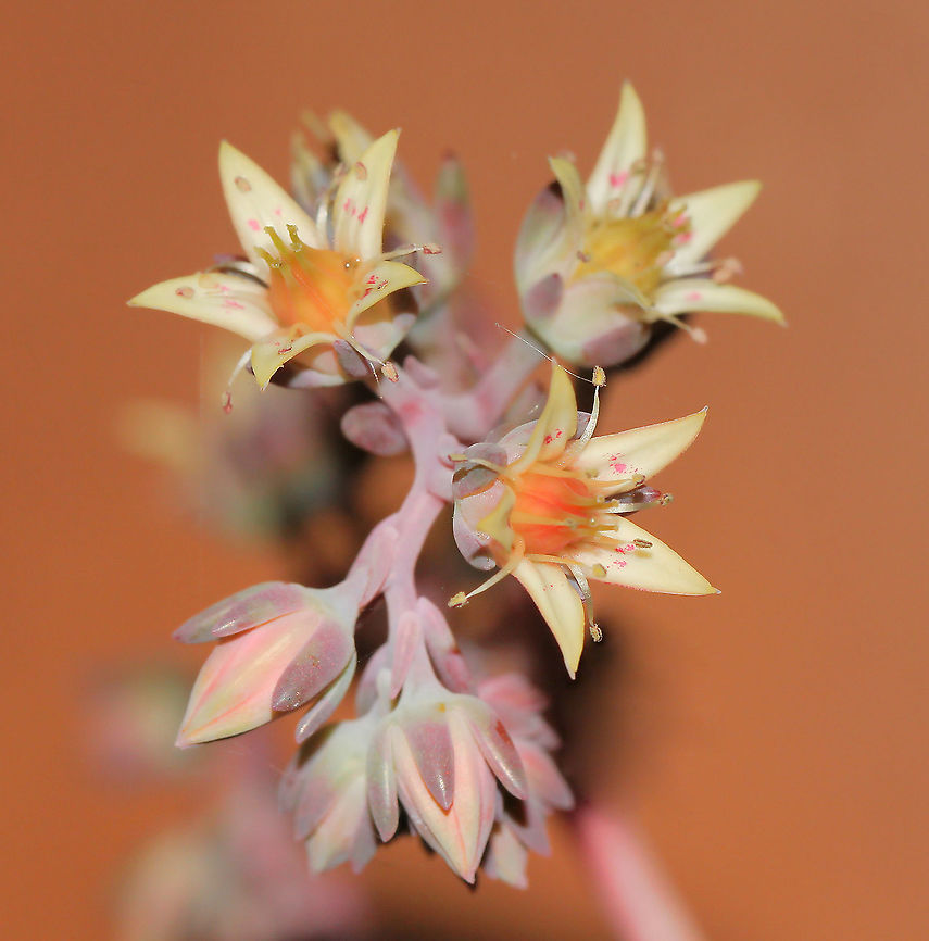 Flowers and buds of Echeveria Native to Central America, Mexico and northwestern South America.<br />
<br />
These flowers which grow from short stalks arising from compact rosettes of succulent and fleshy leaves are tiny, less than 10 mm diameter.  Australia,Crassulaceae,Echeveria,Flora,Geotagged,Macro,Saxifragales,Spring,Succulent,botany,orpine,plant,stonecrop