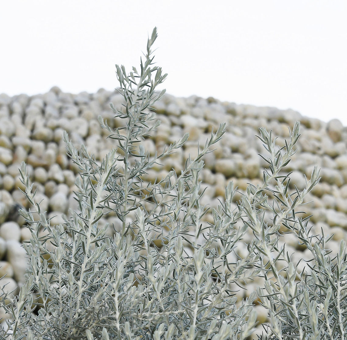 Eremophila nivea Native to southern Western Australia on sandy clay and clay loam. Eremophila is a large genus of 214 species, all endemic to this country. They are generally plants of inland and arid areas. <br />
<br />
Eremophila nivea is a shrub to about 1.5 m high by a similar width. It has a very distinctive silvery appearance. The soft leaves are linear to lance-shaped, about 30 mm long by 4 mm wide. The mauve or lilac-coloured flowers are seen late winter to early summer, and are about 20 mm long and tubular in shape. The fruits are egg shaped and about 6 mm long.<br />
<br />
(The stone structure behind the plant is the Wurrungwuri sculpture. It is a design of Chris Booth, made of quartz pebbles incorporating an Aboriginal shield design from the Sydney Gadigal community). Australia,Eremophila nivea,Figwort,Flora,Geotagged,Lamiales,Scrophulariaceae,Silky eremophila,Winter,botany,new south wales,plant,silky eremophila