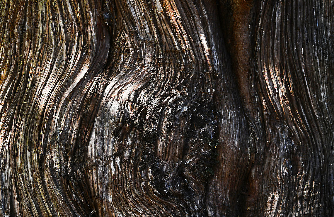 Bermuda cedar bark detail Juniperus bermudiana is a tree growing to around 15 m. Native to Bermuda Island in temperate, lowland, open forest. Populations occur on limestone-derived soils on hillsides.<br />
<br />
The species is critically endangered in its natural habitat due to defoliation and mortality caused by two scale insects, Lepidosaphes newsteadi and Carulaspis minima. (Both were introduced from the mainland U.S. sometime prior to 1942, an event known in Bermuda as &#039;The Blight&#039;, or &#039;The Cedar Blight&#039;). In 1978 it was estimated that 99% of the population had been killed. Fortunately the population has begun to recover; the surviving trees are resistant to the scale insect, and both natural regeneration and purposeful human plantings have augmented the number and distribution of trees. <br />
<br />
This specimen seen in the Sydney Botanic Gardens is 15 m in height, has a 20 m crown and is female.  Australia,Bark,Bermuda cedar,Bermuda juniper,Cupressaceae,Flora,Geotagged,Juniperus bermudiana,Pinales,Winter,botay,tree