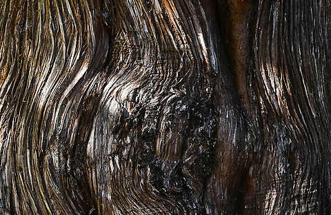 Bermuda cedar bark detail Juniperus bermudiana is a tree growing to around 15 m. Native to Bermuda Island in temperate, lowland, open forest. Populations occur on limestone-derived soils on hillsides.

The species is critically endangered in its natural habitat due to defoliation and mortality caused by two scale insects, Lepidosaphes newsteadi and Carulaspis minima. (Both were introduced from the mainland U.S. sometime prior to 1942, an event known in Bermuda as 'The Blight', or 'The Cedar Blight'). In 1978 it was estimated that 99% of the population had been killed. Fortunately the population has begun to recover; the surviving trees are resistant to the scale insect, and both natural regeneration and purposeful human plantings have augmented the number and distribution of trees. 

This specimen seen in the Sydney Botanic Gardens is 15 m in height, has a 20 m crown and is female.  Australia,Bark,Bermuda cedar,Bermuda juniper,Cupressaceae,Flora,Geotagged,Juniperus bermudiana,Pinales,Winter,botay,tree