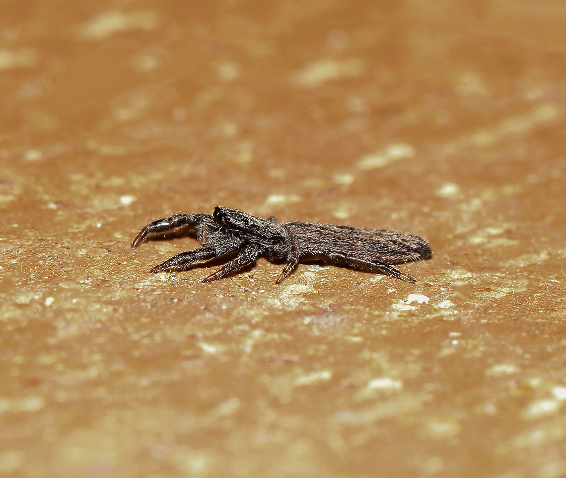 Holoplatys jumping spider Spiders within genus Holoplatys are small, with bodies adapted for entering cracks and folds in tree bark. The long, slender and flat form is adapted to the surroundings. This lateral shot shows the specially evolved form nicely. <br />
<br />
There are 36 species known to science within this genus.<br />
<br />
'Flat jumping spiders present identification challenges in the field. Location is unreliable as many specimens only have records from cities, suggesting human-aided dispersal'. (Robert Whyte &amp; Greg Anderson, Field Guide to Spiders of Australia 2018). <br />
<br />
Female 8 mm length Araneae,Australia,Geotagged,Holoplatys,Jumping Spider,Macro,Salticidae,Spring,arachnid,arthropod,fauna,invertebrate,new south wales