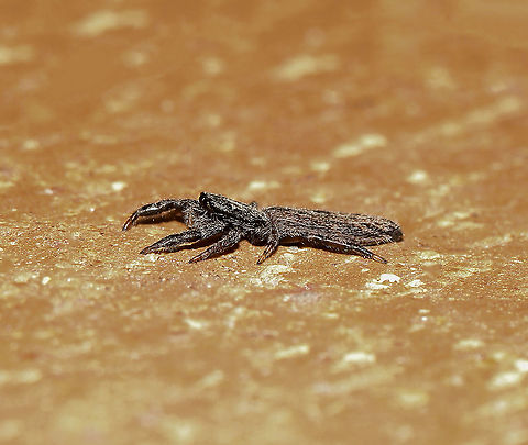 Holoplatys jumping spider Spiders within genus Holoplatys are small, with bodies adapted for entering cracks and folds in tree bark. The long, slender and flat form is adapted to the surroundings. This lateral shot shows the specially evolved form nicely. 

There are 36 species known to science within this genus.

'Flat jumping spiders present identification challenges in the field. Location is unreliable as many specimens only have records from cities, suggesting human-aided dispersal'. (Robert Whyte & Greg Anderson, Field Guide to Spiders of Australia 2018). 

Female 8 mm length Araneae,Australia,Geotagged,Holoplatys,Jumping Spider,Macro,Salticidae,Spring,arachnid,arthropod,fauna,invertebrate,new south wales