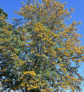 Australian silver oak Unfortunately, I had to crop a lot of this magnificent tree due to my file being over 15MB. 

Our Australian silver oak is one of the most popular ornamental native trees here. Also commonly called silky oak or silk oak. 

Native to the eastern coast here in Australia, Grevillea robusta is a tree that can grow to 40 m in height. It has dark grey, furrowed bark, green fern-like foliage and stunning yellow-orange flowers. The flowers are arranged in one-sided, 'toothbrush-like' groups, 12–15 cm in length. Flowering occurs September to November. 

https://www.jungledragon.com/image/103929/australian_silver_oak.html

https://www.jungledragon.com/image/104575/australian_silver_oak_trunk_detail.html

https://www.jungledragon.com/image/109350/australian_silver_oak.html Australia,Australian silky oak,Flora,Geotagged,Grevillea robusta,Proteaceae,Proteales,Silky oak,Spring,Tree,botany,new south wales,silk oak,silky oak,yellow flowers
