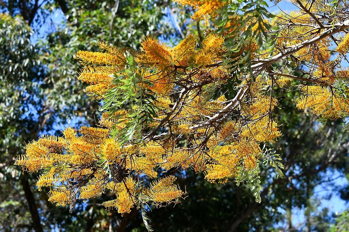 Australian silver oak Our Australian silver oak is one of the most popular ornamental native trees here. Also commonly called silky oak or silk oak.<br />
<br />
Native to the eastern coast here in Australia, Grevillea robusta is a tree that can grow to 40 m in height. It has dark grey, furrowed bark, green fern-like foliage and stunning yellow-orange flowers. The flowers are arranged in one-sided, 'toothbrush-like' groups, 12&ndash;15 cm in length. Flowering occurs September to November.<br />
<br />
<figure class="photo"><a href="https://www.jungledragon.com/image/103891/australian_silver_oak.html" title="Australian silver oak"><img src="https://s3.amazonaws.com/media.jungledragon.com/images/3314/103891_thumb.jpg?AWSAccessKeyId=05GMT0V3GWVNE7GGM1R2&Expires=1769040010&Signature=VNqNHvUQ353GPNFNqgkApwxUQdM%3D" width="140" height="152" alt="Australian silver oak Unfortunately, I had to crop a lot of this magnificent tree due to my file being over 15MB. <br />
<br />
Our Australian silver oak is one of the most popular ornamental native trees here. Also commonly called silky oak or silk oak. <br />
<br />
Native to the eastern coast here in Australia, Grevillea robusta is a tree that can grow to 40 m in height. It has dark grey, furrowed bark, green fern-like foliage and stunning yellow-orange flowers. The flowers are arranged in one-sided, 'toothbrush-like' groups, 12&ndash;15 cm in length. Flowering occurs September to November. <br />
<br />
https://www.jungledragon.com/image/103929/australian_silver_oak.html<br />
<br />
https://www.jungledragon.com/image/104575/australian_silver_oak_trunk_detail.html<br />
<br />
https://www.jungledragon.com/image/109350/australian_silver_oak.html Australia,Australian silky oak,Flora,Geotagged,Grevillea robusta,Proteaceae,Proteales,Silky oak,Spring,Tree,botany,new south wales,silk oak,silky oak,yellow flowers" /></a></figure><br />
<br />
<figure class="photo"><a href="https://www.jungledragon.com/image/104575/australian_silver_oak_trunk_detail.html" title="Australian silver oak trunk detail"><img src="https://s3.amazonaws.com/media.jungledragon.com/images/3314/104575_thumb.jpg?AWSAccessKeyId=05GMT0V3GWVNE7GGM1R2&Expires=1769040010&Signature=8hThx69bHJzD3tc6mPM0rIT9AMg%3D" width="200" height="192" alt="Australian silver oak trunk detail Our Australian silver oak is one of the most popular ornamental native trees here. Also commonly called silky oak or silk oak.<br />
<br />
Native to the eastern coast here in Australia, Grevillea robusta is a tree that can grow to 40 m in height. It has dark grey, furrowed bark, green fern-like foliage and stunning yellow-orange flowers. The flowers are arranged in one-sided, 'toothbrush-like' groups, 12&ndash;15 cm in length. Flowering occurs September to November.<br />
<br />
https://www.jungledragon.com/image/103929/australian_silver_oak.html<br />
<br />
https://www.jungledragon.com/image/103891/australian_silver_oak.html<br />
<br />
https://www.jungledragon.com/image/109350/australian_silver_oak.html Australia,Australian silky oak,Flora,Geotagged,Grevillea robusta,Proteaceae,Proteales,Silky Oak,Silky oak,Spring,Tree,botany,new south wales,silk oak,spring" /></a></figure> Australia,Australian silky oak,Flora,Geotagged,Grevillea robusta,Proteaceae,Proteales,Silky Oak,Silky oak,Spring,botany,new south wales,silk oak,spring,tree,yellow flowers