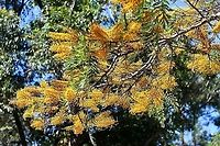 Australian silver oak Our Australian silver oak is one of the most popular ornamental native trees here. Also commonly called silky oak or silk oak.<br />
<br />
Native to the eastern coast here in Australia, Grevillea robusta is a tree that can grow to 40 m in height. It has dark grey, furrowed bark, green fern-like foliage and stunning yellow-orange flowers. The flowers are arranged in one-sided, 'toothbrush-like' groups, 12–15 cm in length. Flowering occurs September to November.<br />
<br />
https://www.jungledragon.com/image/103891/australian_silver_oak.html<br />
<br />
https://www.jungledragon.com/image/104575/australian_silver_oak_trunk_detail.html Australia,Australian silky oak,Flora,Geotagged,Grevillea robusta,Proteaceae,Proteales,Silky Oak,Silky oak,Spring,botany,new south wales,silk oak,spring,tree,yellow flowers