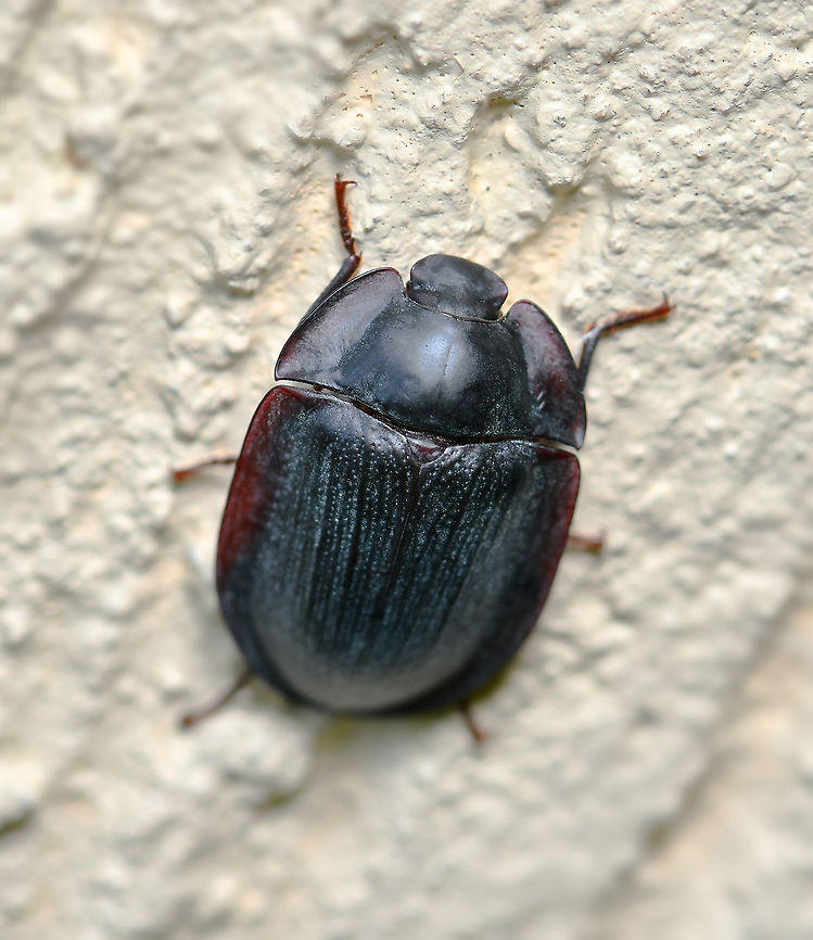 Pie-dish beetle A nice little find while gardening yesterday, one of our nocturnal pie-dish beetles. Apologies for not having the whole body in focus, it was in such an awkward location, deep within a recess between my tall conifers, hunkered down to rest. I admit that I reached in and tried to encourage it to move closer by gently tapping with a small twig - but with each tap, it would lower the flange on that side as a defense, and stayed resolutely in the same position. I stopped to give it peace and in case it fell and I lost the chance to photograph. <br />
<br />
The common name refers to their general pie-dish shape and broad body flanges around the edges of the elytra and prothorax. The flanges protect the underside of the beetle from predators, (or humans like me, tapping with a twig)....sheltering the head and legs from attack by spiders (particularly redbacks), scorpions, ground beetles (family Carabidae) and ants during their extensive night-time foraging. <br />
<br />
The Pterohelaeus spp. are often dusty blue in colour, while Helea spp. are nearly always black.<br />
<br />
These beetles are representatives of the large cosmopolitan darkling beetle family, Tenebrionidae. The genus Pterohelaeus to which this one belongs, contains both flightless and winged species. <br />
<br />
15 mm length Australia,Coleoptera,Geotagged,Heleini,Macro,Pterohelaeus,Spring,Tenebrionidae,arthropod,darkling beetle,fauna,insect,invertebrate,new south wales,pie-dish beetle