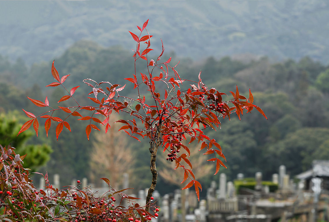 Nandina sacred bamboo Native to eastern Asia from the Himalayas to Japan, where this specimen was seen. Despite the common name, it is not a bamboo.<br />
<br />
Sacred bamboo is an evergreen shrub. In spring a profusion of tiny, white flowers appear, followed by abundant clusters of green berries which ripen to bright red which can be seen from autumn through winter. Foliage emerges purple, matures soft green, then turns reddish purple in autumn.<br />
<br />
Grows up to 200 cm in height<br />
<br />
<figure class="photo"><a href="https://www.jungledragon.com/image/90566/nandina_heavenly_bamboo.html" title="Nandina Heavenly bamboo"><img src="https://s3.amazonaws.com/media.jungledragon.com/images/3314/90566_thumb.jpg?AWSAccessKeyId=05GMT0V3GWVNE7GGM1R2&Expires=1769040010&Signature=1jtRl%2BbRbfbo6XDBCwlkl%2B%2Bpf1Y%3D" width="200" height="158" alt="Nandina Heavenly bamboo Native to eastern Asia from the Himalayas to Japan, where this specimen was seen. Despite the common name, it is not a bamboo.<br />
<br />
Sacred bamboo is an evergreen shrub. In spring a profusion of tiny, white flowers appear, followed by abundant clusters of green berries which ripen to bright red which can be seen from autumn through winter. Foliage emerges purple, matures soft green, then turns reddish purple in autumn. <br />
<br />
Grows up to 200 cm in height<br />
<br />
https://www.jungledragon.com/image/104023/nandina_heavenly_bamboo.html Flora,Geotagged,Heavenly bamboo,Japan,Kyoto,Nandina,Nandina domestica,Sacred bamboo,Winter,berberidaceae,botany,plant,ranunculales" /></a></figure> Flora,Geotagged,Japan,Nandina,Nandina domestica,Winter,berberidaceae,botany,plant,ranunculales,sacred bamboo