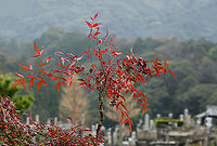 Nandina sacred bamboo Native to eastern Asia from the Himalayas to Japan, where this specimen was seen. Despite the common name, it is not a bamboo.<br />
<br />
Sacred bamboo is an evergreen shrub. In spring a profusion of tiny, white flowers appear, followed by abundant clusters of green berries which ripen to bright red which can be seen from autumn through winter. Foliage emerges purple, matures soft green, then turns reddish purple in autumn.<br />
<br />
Grows up to 200 cm in height<br />
<br />
https://www.jungledragon.com/image/90566/nandina_domestica.html Flora,Geotagged,Japan,Nandina,Nandina domestica,Winter,berberidaceae,botany,plant,ranunculales,sacred bamboo