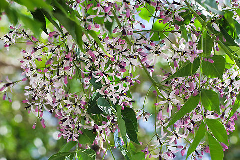 Syringa berrytree flowers Native to this country and South East Asia. Here, the natural range is from Cooktown in north Queensland down through to the south coast of New South Wales. A deciduous shade tree with a rounded crown, usually reaching 12 m (but some as high as 30 m have been recorded). Width 8 m.

Flowers are very small at 10 mm diameter with five pale purple/white petals and growing in great swathes of clusters. One can often smell this tree before seeing it, the perfume is heady and (I think) really lovely. Fruits are small, round 15 mm diameter and poisonous to humans and some other mammals but birds are able to eat the fruits. (Some reports suggest that ingesting as few as 6&ndash;8 fruits can be fatal to humans).

https://www.jungledragon.com/image/102368/macro_syringa_berrytree_flower.html

https://www.jungledragon.com/image/104576/syringa_berrytree.html Australia,Cape lilac,Chinaberry tree,Geotagged,Melia azedarach,Meliaceae,Persian lilac,Sapindales,bead tree,botany,new south wales,spring,syringa berrytree,tree,tulip cedar tree,white cedar