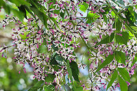 Syringa berrytree flowers Native to this country and South East Asia. Here, the natural range is from Cooktown in north Queensland down through to the south coast of New South Wales. A deciduous shade tree with a rounded crown, usually reaching 12 m (but some as high as 30 m have been recorded). Width 8 m.<br />
<br />
Flowers are very small at 10 mm diameter with five pale purple/white petals and growing in great swathes of clusters. One can often smell this tree before seeing it, the perfume is heady and (I think) really lovely. Fruits are small, round 15 mm diameter and poisonous to humans and some other mammals but birds are able to eat the fruits. (Some reports suggest that ingesting as few as 6–8 fruits can be fatal to humans).<br />
<br />
https://www.jungledragon.com/image/102368/macro_syringa_berrytree_flower.html<br />
<br />
https://www.jungledragon.com/image/104576/syringa_berrytree.html Australia,Cape lilac,Chinaberry tree,Geotagged,Melia azedarach,Meliaceae,Persian lilac,Sapindales,bead tree,botany,new south wales,spring,syringa berrytree,tree,tulip cedar tree,white cedar