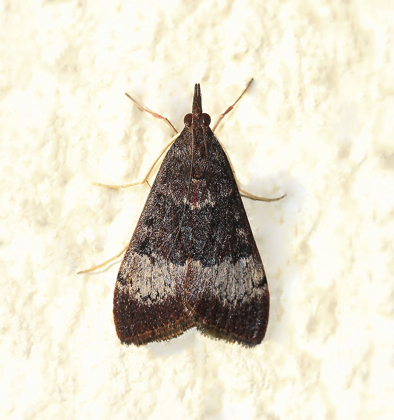 Tree lucerne moth The adult moth appears in two basic forms. Here in the eastern states of Australia, it has dark brown/purple forewings, and bright yellow hind wings with a black border.<br />
<br />
In South Australia and Western Australia, the forewings have a broad pale sub-marginal band.<br />
<br />
Larvae feeding on Fabaceae. Wingspan 30 mm.  Australia,Crambidae,Geotagged,Lepidoptera,Macro,Spring,Tree Lucerne Moth,Uresiphita ornithopteralis,arthropod,fauna,insect,invertebrate,new south wales,tree lucerne moth