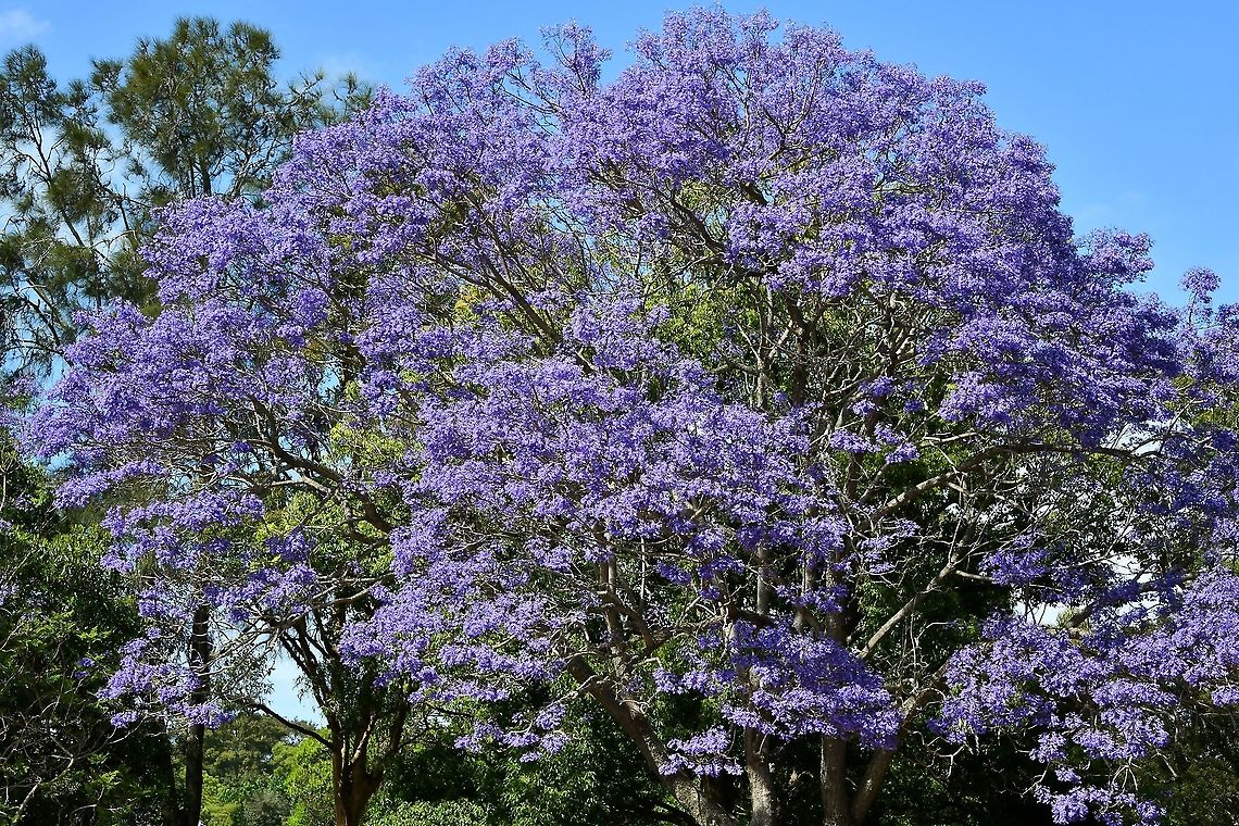 Jacaranda mimosifolia The jacaranda have been delighting once again. This stunning specimen is in a park right by my local shopping centre and at this time of year I always take a moment to walk around it before heading home with the groceries! <br />
<br />
Native to Brazil. Jacaranda mimosifolia, the species of jacaranda that Australians know and love &ndash; has a small native range in the north-west of Argentina and neighbouring Bolivia. There, it persists in a stressful, arid environment, making it well prepared for the Australian climate.<br />
<br />
According to Systemic Botanist from the Royal Botanic Garden Sydney, Dr Russell Barrett, it&rsquo;s likely the first few jacarandas were propagated in Brisbane. &ldquo;We don&rsquo;t have huge numbers of details about how it got here, but as far as we can tell the first seeds were brought in from Argentina to Brisbane. Shipping captains brought seeds to trade that they thought would be of interest, likely to make some cash on the side. It is understood that a former director of the Brisbane City Botanical Garden, Walter Hill, brought some seeds off a shipping captain and planted them in 1864. And if you look at the current records on the Australasian Virtual Herbarium as to where they were recorded naturalised, you do get these span of dots centering out from Brisbane and they probably came to Sydney rapidly after&quot;. <br />
<br />
<figure class="photo"><a href="https://www.jungledragon.com/image/87217/lilac_bells_ring_to_welcome_spring.html" title="Lilac bells ring to welcome spring"><img src="https://s3.amazonaws.com/media.jungledragon.com/images/3314/87217_thumb.jpg?AWSAccessKeyId=05GMT0V3GWVNE7GGM1R2&Expires=1767225610&Signature=W4G96%2BUoORiRCp9QXxZelQ7KuHY%3D" width="132" height="152" alt="Lilac bells ring to welcome spring The jacarandas are in bloom once again and bringing much joy. <br />
<br />
Native to South America, these trees thrive here in Australia, enjoying the climate.<br />
<br />
https://www.jungledragon.com/image/104136/jacaranda_mimosifolia.html Australia,Bignoniaceae,Black poui,Fern tree,Flora,Geotagged,Jacaranda mimosifolia,Lamiales,Purple Flowers,Spring,Tree,botany,new south wales" /></a></figure> Australia,Bignoniaceae,Flora,Geotagged,Jacaranda,Jacaranda mimosifolia,Lamiales,Purple Flowers,Spring,black poui,botany,new south wales,tree