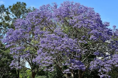 Jacaranda mimosifolia The jacaranda have been delighting once again. This stunning specimen is in a park right by my local shopping centre and at this time of year I always take a moment to walk around it before heading home with the groceries! 

Native to Brazil. Jacaranda mimosifolia, the species of jacaranda that Australians know and love – has a small native range in the north-west of Argentina and neighbouring Bolivia. There, it persists in a stressful, arid environment, making it well prepared for the Australian climate.

According to Systemic Botanist from the Royal Botanic Garden Sydney, Dr Russell Barrett, it’s likely the first few jacarandas were propagated in Brisbane. “We don’t have huge numbers of details about how it got here, but as far as we can tell the first seeds were brought in from Argentina to Brisbane. Shipping captains brought seeds to trade that they thought would be of interest, likely to make some cash on the side. It is understood that a former director of the Brisbane City Botanical Garden, Walter Hill, brought some seeds off a shipping captain and planted them in 1864. And if you look at the current records on the Australasian Virtual Herbarium as to where they were recorded naturalised, you do get these span of dots centering out from Brisbane and they probably came to Sydney rapidly after". 

https://www.jungledragon.com/image/87217/lilac_bells_ring_to_welcome_spring.html Australia,Bignoniaceae,Flora,Geotagged,Jacaranda,Jacaranda mimosifolia,Lamiales,Purple Flowers,Spring,black poui,botany,new south wales,tree