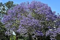 Jacaranda mimosifolia The jacaranda have been delighting once again. This stunning specimen is in a park right by my local shopping centre and at this time of year I always take a moment to walk around it before heading home with the groceries! <br />
<br />
Native to Brazil. Jacaranda mimosifolia, the species of jacaranda that Australians know and love – has a small native range in the north-west of Argentina and neighbouring Bolivia. There, it persists in a stressful, arid environment, making it well prepared for the Australian climate.<br />
<br />
According to Systemic Botanist from the Royal Botanic Garden Sydney, Dr Russell Barrett, it’s likely the first few jacarandas were propagated in Brisbane. “We don’t have huge numbers of details about how it got here, but as far as we can tell the first seeds were brought in from Argentina to Brisbane. Shipping captains brought seeds to trade that they thought would be of interest, likely to make some cash on the side. It is understood that a former director of the Brisbane City Botanical Garden, Walter Hill, brought some seeds off a shipping captain and planted them in 1864. And if you look at the current records on the Australasian Virtual Herbarium as to where they were recorded naturalised, you do get these span of dots centering out from Brisbane and they probably came to Sydney rapidly after". <br />
<br />
https://www.jungledragon.com/image/87217/lilac_bells_ring_to_welcome_spring.html Australia,Bignoniaceae,Flora,Geotagged,Jacaranda,Jacaranda mimosifolia,Lamiales,Purple Flowers,Spring,black poui,botany,new south wales,tree