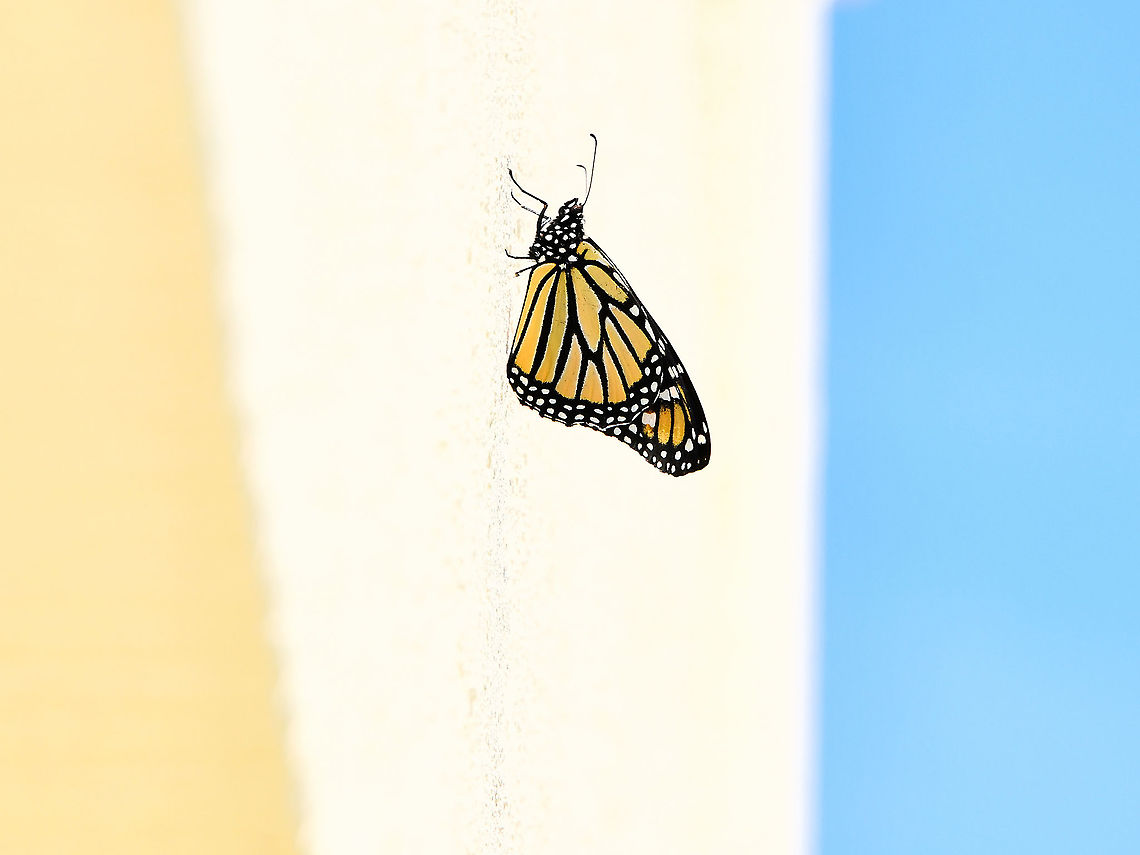 Urban monarch composition A monarch butterfly in repose high up on my house wall enjoying the sunshine - my composition reminded me of Neapolitan ice cream with its three layers. <br />
<br />
Monarch butterflies are non Australian natives, introduced here around 1871 from North America. They depend on non-native introduced weeds for their survival. <br />
<br />
Wingspan 10 cm.  Australia,Danaus plexippus,Fauna,Geotagged,Lepidoptera,Monarch butterfly,Nymphalidae,Spring,arthropod,insect,invertebrate,new south wales