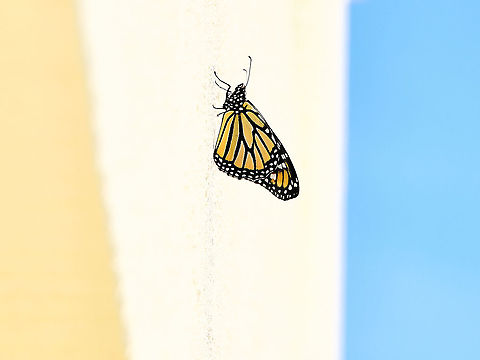 Urban monarch composition A monarch butterfly in repose high up on my house wall enjoying the sunshine - my composition reminded me of Neapolitan ice cream with its three layers. 

Monarch butterflies are non Australian natives, introduced here around 1871 from North America. They depend on non-native introduced weeds for their survival. 

Wingspan 10 cm.  Australia,Danaus plexippus,Fauna,Geotagged,Lepidoptera,Monarch butterfly,Nymphalidae,Spring,arthropod,insect,invertebrate,new south wales