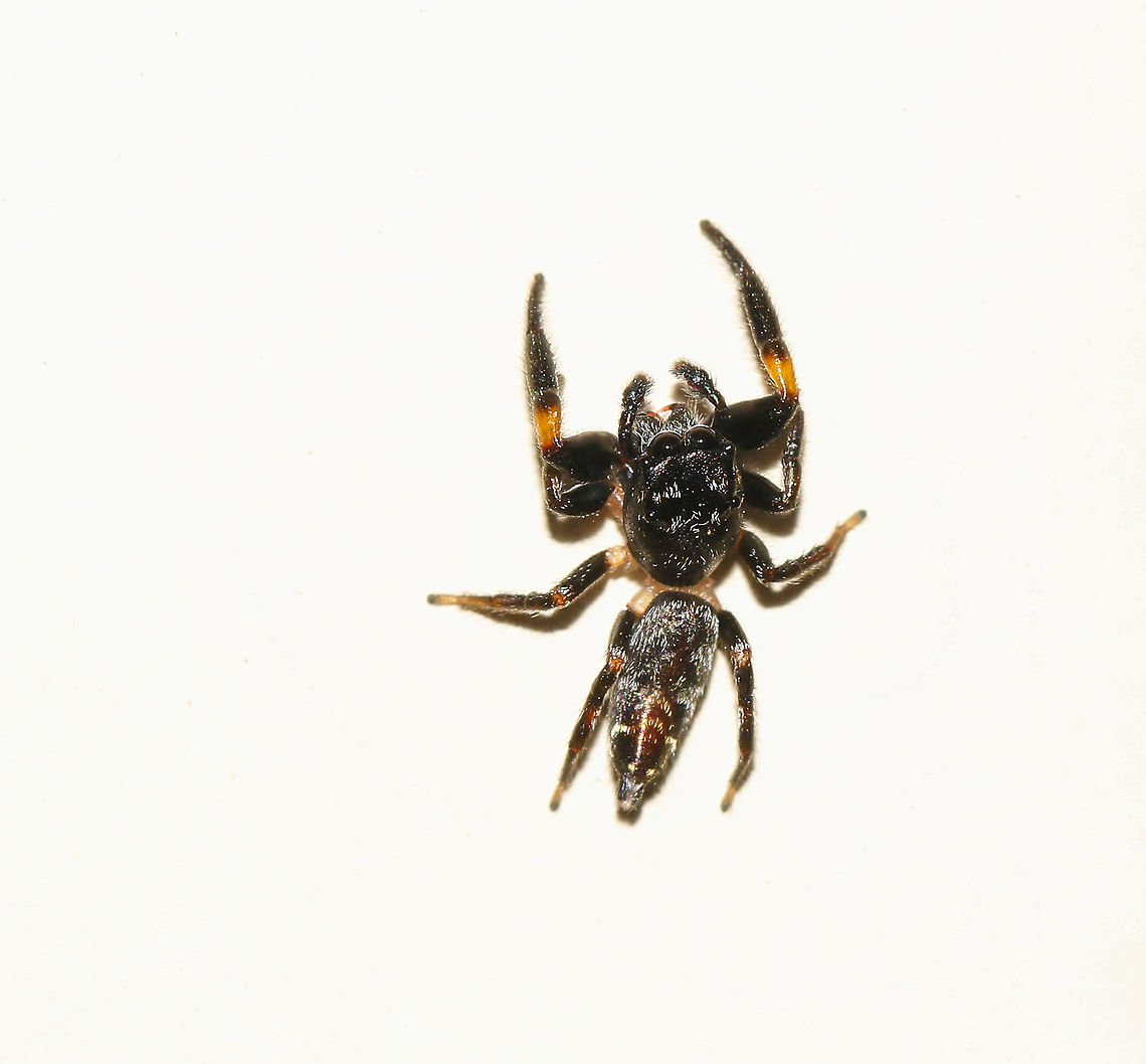 Pungalina sp. jumping spider Found in most habitats along coastal eastern Australia, including Tasmania. A flattish jumper with thickened front legs.  <br />
<br />
I see them displaying a creeping cautious behaviour, often twisting the cephalothorax one way or the other while the abdomen remains stationary. <br />
<br />
Around 5 mm length Araneae,Australia,Geotagged,Jumping Spider,Macro,Pungalina,Salticidae,Spring,arachnid,arthropod,invertebrate,new south wales