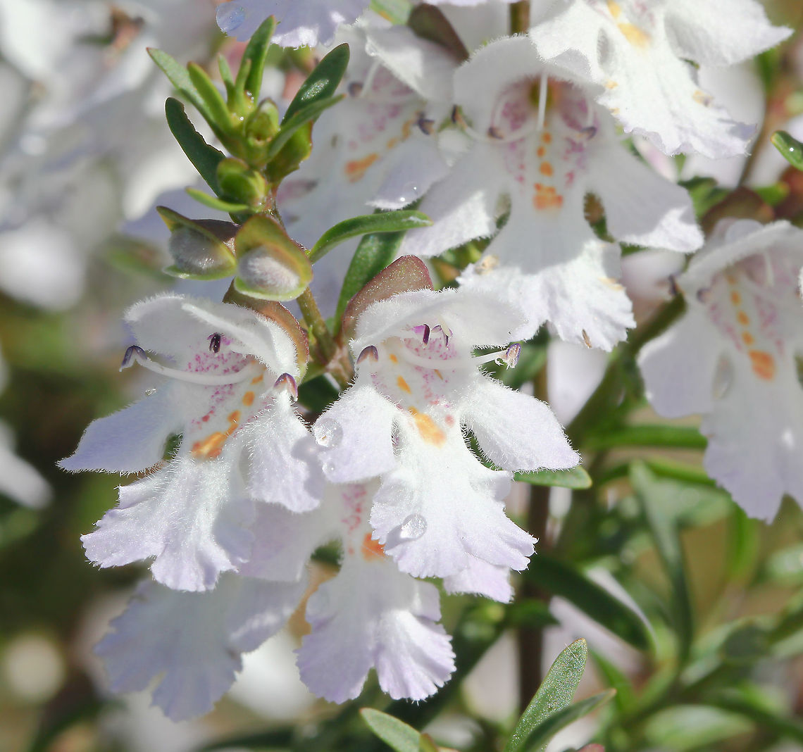 Victorian Christmas bush  Prostanthera lasianthos is the largest of our native mint bushes and has the widest distribution. It ranges from southern Queensland down to Tasmania from coastal to sub-alpine altitudes and grows from 2 m in exposed mountain sites to at least 10 m high. It is best known as a tall, graceful forest shrub about 5 m high, and is popular also in the gardens of native plant lovers (mine!). <br />
<br />
When not in flower, it can be detected by its menthol fragrance when touched; though sometimes strong, it is more pleasant than the scent of some other native mint bushes. Flowers appear in profuse sprays and are about 2 cm long,  white or pale lilac, with purple and orange blotches in the throat. They appear in late spring and summer, and specifically around Christmas time in Victoria, hence the common name. The fragrant, toothed leaves are 4 to 12 cm  long and about 1.5 cm wide.  Australia,Flora,Geotagged,Lamiaceae,Lamiales,Macro,Prostanthera lasianthos,Spring,Victorian Christmas bush,botany,new south wales,plant,white flowers