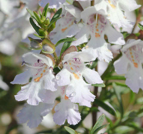 Victorian Christmas bush  Prostanthera lasianthos is the largest of our native mint bushes and has the widest distribution. It ranges from southern Queensland down to Tasmania from coastal to sub-alpine altitudes and grows from 2 m in exposed mountain sites to at least 10 m high. It is best known as a tall, graceful forest shrub about 5 m high, and is popular also in the gardens of native plant lovers (mine!). 

When not in flower, it can be detected by its menthol fragrance when touched; though sometimes strong, it is more pleasant than the scent of some other native mint bushes. Flowers appear in profuse sprays and are about 2 cm long,  white or pale lilac, with purple and orange blotches in the throat. They appear in late spring and summer, and specifically around Christmas time in Victoria, hence the common name. The fragrant, toothed leaves are 4 to 12 cm  long and about 1.5 cm wide.  Australia,Flora,Geotagged,Lamiaceae,Lamiales,Macro,Prostanthera lasianthos,Spring,Victorian Christmas bush,botany,new south wales,plant,white flowers