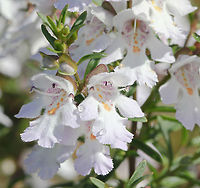 Victorian Christmas bush  Prostanthera lasianthos is the largest of our native mint bushes and has the widest distribution. It ranges from southern Queensland down to Tasmania from coastal to sub-alpine altitudes and grows from 2 m in exposed mountain sites to at least 10 m high. It is best known as a tall, graceful forest shrub about 5 m high, and is popular also in the gardens of native plant lovers (mine!). <br />
<br />
When not in flower, it can be detected by its menthol fragrance when touched; though sometimes strong, it is more pleasant than the scent of some other native mint bushes. Flowers appear in profuse sprays and are about 2 cm long,  white or pale lilac, with purple and orange blotches in the throat. They appear in late spring and summer, and specifically around Christmas time in Victoria, hence the common name. The fragrant, toothed leaves are 4 to 12 cm  long and about 1.5 cm wide.  Australia,Flora,Geotagged,Lamiaceae,Lamiales,Macro,Prostanthera lasianthos,Spring,Victorian Christmas bush,botany,new south wales,plant,white flowers
