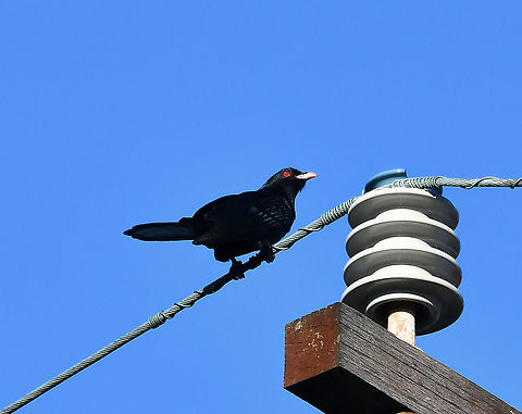 Eastern koel When seen, the male eastern koel is easily identified by its entirely glossy black plumage, tinged with blue and green, and striking red eye. He advertises his presence by a loud ascending whistle or 'koo-el', monotonously repeated (see short video below). 

Most koels migrate from Australia to New Guinea and probably eastern Indonesia and even further north, but some remain in northern Australia. In late September and early October each year, common koels arrive in Australia from their northern winter homes to breed. The koels leave southern Australia in about March. 

The Common Koel is a brood parasite, that is, it lays its eggs in the nests of other bird species. Common hosts are the red wattlebird, friarbirds, the magpie-lark and figbirds.

40 cm length

https://www.youtube.com/watch?v=plli75O5Qc0



 Australia,Australian rainbird,Australian stormbird,Aves,Cuculidae,Cuculiformes,Eastern Koel,Eudynamys orientalis,Geotagged,Pacific koel,Spring,bird,fauna,new south wales,vertebrate