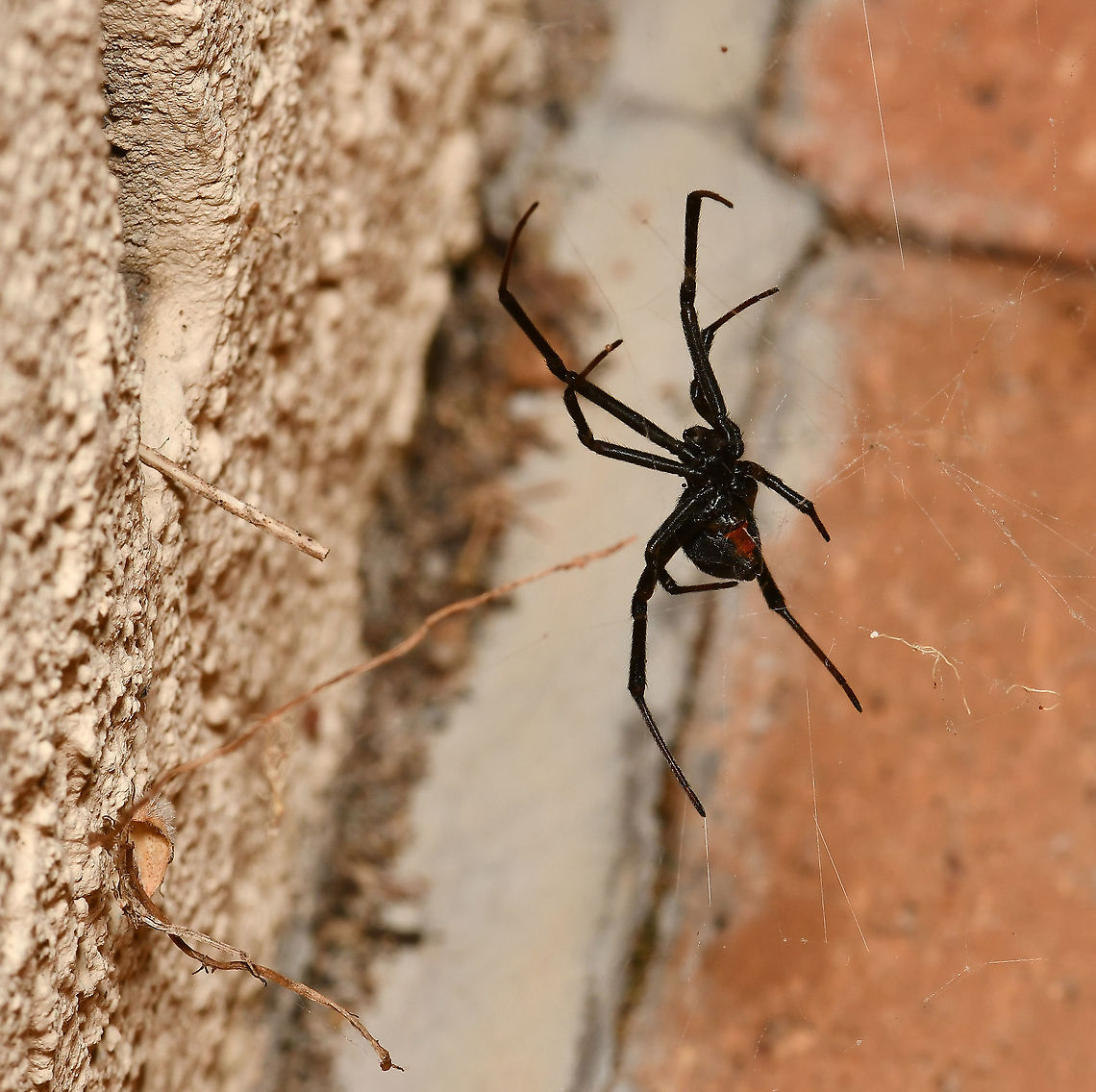 Black beauty by the back door Redback sightings are now in full swing. <br />
<br />
Female 19 mm body length Araneae,Australia,Comb-Footed Spider,Geotagged,Latrodectus hasseltii,Macro,Redback spider,Spider,Spring,Tangle-web spider,Theridiidae,arachnid,arthropod,fauna,invertebrate