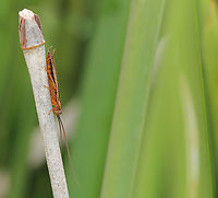 Slim and svelte A bush cockroach, one of the few diurnal species within genus Balta. <br />
<br />
15 mm length<br />
<br />
https://www.jungledragon.com/image/104574/balta_sp._bush_cockroach.html Australia,Balta spuria,Blattodea,Cockroach,Ectobiidae,Geotagged,Macro,arthropod,fauna,insect,invertebrate,new south wales,summer