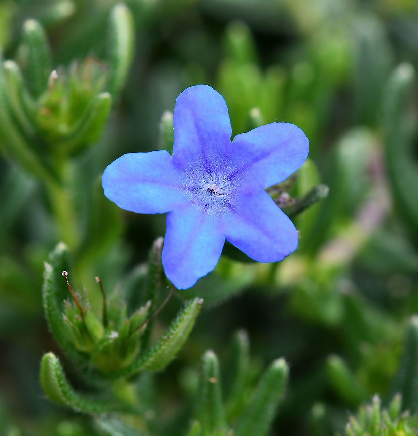 Lithodora diffusa Native to southwestern Europe, southern Greece, Turkey and Algeria.<br />
<br />
Hardy, evergreen with mounding habit, 20 cm high and 40 - 50 cm diameter. Studded with a mass of dainty, vibrant azure flowers through spring. Each flower 10 mm diameter.  Australia,Borage,Boraginaceae,Boraginales,Boraginoideae,Creeping gromwell,Flora,Forget-me-not,Geotagged,Lithodora diffusa,Lithospermum prostratum,Macro,Spring,blue flower,botany,new south wales