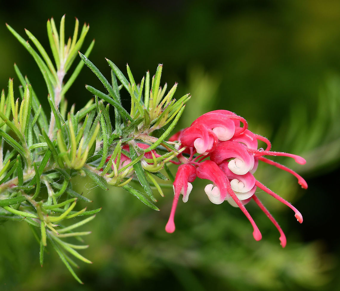 Grevillea lavandulacea Grevillea lavandulacea is a native of southern Australia.<br />
<br />
It is a shrub growing 20 cm high to 1 m spread. A hardy, spreading groundcover with light green foliage and dynamic, pretty flowers produced over a long period from early autumn to spring. Very attractive to our smaller native honeyeaters. This is cultivar &#039;Emily&#039;. <br />
<br />
UPDATE March 2021, I don&#039;t know how I got the ID on this one incorrect as they look so very different, it is not Grevillea pinaster but Grevillea lavandulacea.<br />
<br />
<br />
 Australia,Flora,Geotagged,Grevillea lavandulacea,Lavender grevillea,Macro,Pink Flowers,Proteaceae,Proteales,botany,new south wales