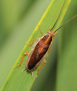 Balta sp. bush cockroach A bush cockroach, one of the few diurnal species within genus Balta.

15 mm length

https://www.jungledragon.com/image/104426/slim_and_svelte.html Arthropod,Australia,Australian bush cockroach,Balta,Blattodea,Ectobiidae,Geotagged,Macro,fauna,insect,invertebrate,new south wales,summer