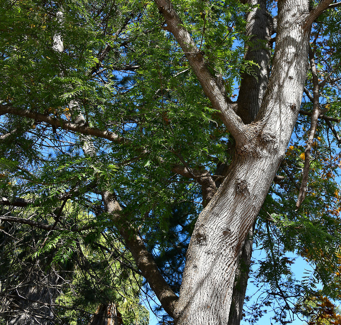 Australian silver oak trunk detail Our Australian silver oak is one of the most popular ornamental native trees here. Also commonly called silky oak or silk oak.<br />
<br />
Native to the eastern coast here in Australia, Grevillea robusta is a tree that can grow to 40 m in height. It has dark grey, furrowed bark, green fern-like foliage and stunning yellow-orange flowers. The flowers are arranged in one-sided, 'toothbrush-like' groups, 12&ndash;15 cm in length. Flowering occurs September to November.<br />
<br />
<figure class="photo"><a href="https://www.jungledragon.com/image/103929/australian_silver_oak.html" title="Australian silver oak"><img src="https://s3.amazonaws.com/media.jungledragon.com/images/3314/103929_thumb.jpg?AWSAccessKeyId=05GMT0V3GWVNE7GGM1R2&Expires=1769040010&Signature=YB58mOEi%2B8AuPj08qcHlyjFJg%2FM%3D" width="200" height="134" alt="Australian silver oak Our Australian silver oak is one of the most popular ornamental native trees here. Also commonly called silky oak or silk oak.<br />
<br />
Native to the eastern coast here in Australia, Grevillea robusta is a tree that can grow to 40 m in height. It has dark grey, furrowed bark, green fern-like foliage and stunning yellow-orange flowers. The flowers are arranged in one-sided, 'toothbrush-like' groups, 12&ndash;15 cm in length. Flowering occurs September to November.<br />
<br />
https://www.jungledragon.com/image/103891/australian_silver_oak.html<br />
<br />
https://www.jungledragon.com/image/104575/australian_silver_oak_trunk_detail.html Australia,Australian silky oak,Flora,Geotagged,Grevillea robusta,Proteaceae,Proteales,Silky Oak,Silky oak,Spring,botany,new south wales,silk oak,spring,tree,yellow flowers" /></a></figure><br />
<br />
<figure class="photo"><a href="https://www.jungledragon.com/image/103891/australian_silver_oak.html" title="Australian silver oak"><img src="https://s3.amazonaws.com/media.jungledragon.com/images/3314/103891_thumb.jpg?AWSAccessKeyId=05GMT0V3GWVNE7GGM1R2&Expires=1769040010&Signature=VNqNHvUQ353GPNFNqgkApwxUQdM%3D" width="140" height="152" alt="Australian silver oak Unfortunately, I had to crop a lot of this magnificent tree due to my file being over 15MB. <br />
<br />
Our Australian silver oak is one of the most popular ornamental native trees here. Also commonly called silky oak or silk oak. <br />
<br />
Native to the eastern coast here in Australia, Grevillea robusta is a tree that can grow to 40 m in height. It has dark grey, furrowed bark, green fern-like foliage and stunning yellow-orange flowers. The flowers are arranged in one-sided, 'toothbrush-like' groups, 12&ndash;15 cm in length. Flowering occurs September to November. <br />
<br />
https://www.jungledragon.com/image/103929/australian_silver_oak.html<br />
<br />
https://www.jungledragon.com/image/104575/australian_silver_oak_trunk_detail.html<br />
<br />
https://www.jungledragon.com/image/109350/australian_silver_oak.html Australia,Australian silky oak,Flora,Geotagged,Grevillea robusta,Proteaceae,Proteales,Silky oak,Spring,Tree,botany,new south wales,silk oak,silky oak,yellow flowers" /></a></figure><br />
<br />
<figure class="photo"><a href="https://www.jungledragon.com/image/109350/australian_silver_oak.html" title="Australian silver oak"><img src="https://s3.amazonaws.com/media.jungledragon.com/images/3314/109350_thumb.jpg?AWSAccessKeyId=05GMT0V3GWVNE7GGM1R2&Expires=1769040010&Signature=sfrff8ze%2BsyRTZfMBN%2FRYT5SZtY%3D" width="200" height="176" alt="Australian silver oak Our Australian silver oak is one of the most popular ornamental native trees here. Also commonly called silky oak or silk oak.<br />
<br />
Native to the eastern coast here in Australia, Grevillea robusta is a tree that can grow to 40 m in height. It has dark grey, furrowed bark, green fern-like foliage and stunning yellow-orange flowers. The flowers are arranged in one-sided, 'toothbrush-like' groups, 12&ndash;15 cm in length. Flowering occurs September to November.<br />
<br />
https://www.jungledragon.com/image/103891/australian_silver_oak.html<br />
<br />
https://www.jungledragon.com/image/104575/australian_silver_oak_trunk_detail.html Australia,Australian silky oak,Geotagged,Grevillea robusta,Proteaceae,Proteales,Silky oak,Spring,botany,flora,new south wales,silk oak,tree,yellow flowers" /></a></figure> Australia,Australian silky oak,Flora,Geotagged,Grevillea robusta,Proteaceae,Proteales,Silky Oak,Silky oak,Spring,Tree,botany,new south wales,silk oak,spring
