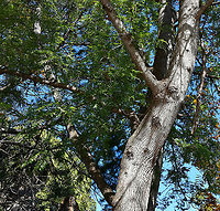 Australian silver oak trunk detail Our Australian silver oak is one of the most popular ornamental native trees here. Also commonly called silky oak or silk oak.<br />
<br />
Native to the eastern coast here in Australia, Grevillea robusta is a tree that can grow to 40 m in height. It has dark grey, furrowed bark, green fern-like foliage and stunning yellow-orange flowers. The flowers are arranged in one-sided, 'toothbrush-like' groups, 12&ndash;15 cm in length. Flowering occurs September to November.<br />
<br />
https://www.jungledragon.com/image/103929/australian_silver_oak.html<br />
<br />
https://www.jungledragon.com/image/103891/australian_silver_oak.html<br />
<br />
https://www.jungledragon.com/image/109350/australian_silver_oak.html Australia,Australian silky oak,Flora,Geotagged,Grevillea robusta,Proteaceae,Proteales,Silky Oak,Silky oak,Spring,Tree,botany,new south wales,silk oak,spring