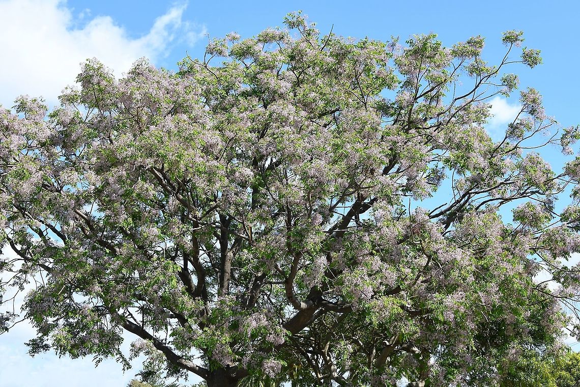 Syringa berrytree Native to this country and South East Asia. Here, the natural range is from Cooktown in north Queensland down through to the south coast of New South Wales. A deciduous shade tree with a rounded crown, usually reaching 12 m (but some as high as 30 m have been recorded). Width 8 m.<br />
<br />
Flowers are very small at 10 mm diameter with five pale purple/white petals and growing in great swathes of clusters. One can often smell this tree before seeing it, the perfume is heady and (I think) really lovely. Fruits are small, round 15 mm diameter and poisonous to humans and some other mammals but birds are able to eat the fruits. (Some reports suggest that ingesting as few as 6–8 fruits can be fatal to humans).<br />
<br />
<figure class="photo"><a href="https://www.jungledragon.com/image/104045/syringa_berrytree_flowers.html" title="Syringa berrytree flowers"><img src="https://s3.amazonaws.com/media.jungledragon.com/images/3314/104045_thumb.jpg?AWSAccessKeyId=05GMT0V3GWVNE7GGM1R2&Expires=1763596810&Signature=MMnbO7Ekbka6d1uG7goMKWmKyCs%3D" width="200" height="134" alt="Syringa berrytree flowers Native to this country and South East Asia. Here, the natural range is from Cooktown in north Queensland down through to the south coast of New South Wales. A deciduous shade tree with a rounded crown, usually reaching 12 m (but some as high as 30 m have been recorded). Width 8 m.<br />
<br />
Flowers are very small at 10 mm diameter with five pale purple/white petals and growing in great swathes of clusters. One can often smell this tree before seeing it, the perfume is heady and (I think) really lovely. Fruits are small, round 15 mm diameter and poisonous to humans and some other mammals but birds are able to eat the fruits. (Some reports suggest that ingesting as few as 6–8 fruits can be fatal to humans).<br />
<br />
https://www.jungledragon.com/image/102368/macro_syringa_berrytree_flower.html<br />
<br />
https://www.jungledragon.com/image/104576/syringa_berrytree.html Australia,Cape lilac,Chinaberry tree,Geotagged,Melia azedarach,Meliaceae,Persian lilac,Sapindales,bead tree,botany,new south wales,spring,syringa berrytree,tree,tulip cedar tree,white cedar" /></a></figure><br />
<br />
<figure class="photo"><a href="https://www.jungledragon.com/image/102368/macro_syringa_berrytree_flower.html" title="Macro syringa berrytree flower"><img src="https://s3.amazonaws.com/media.jungledragon.com/images/3314/102368_thumb.jpg?AWSAccessKeyId=05GMT0V3GWVNE7GGM1R2&Expires=1763596810&Signature=iIVo38cXQPD%2FG5XPg3GvTN0rF6M%3D" width="200" height="166" alt="Macro syringa berrytree flower Native to this country and South East Asia. Here, the natural range is from Cooktown in north Queensland down through to the south coast of New South Wales. A deciduous shade tree with a rounded crown, usually reaching 12 m (but some as high as 30 m have been recorded). Width 8 m. <br />
<br />
Flowers are very small at 10 mm diameter with five pale purple/white petals and growing in great swathes of clusters. One can often smell this tree before seeing it, the perfume is heady and (I think) really lovely. Fruits are small, round 15 mm diameter and poisonous to humans and some other mammals but birds are able to eat the fruits. (Some reports suggest that ingesting as few as 6–8 fruits can be fatal to humans).<br />
<br />
https://www.jungledragon.com/image/104045/macro_syringa_berrytree_flowers.html<br />
<br />
https://www.jungledragon.com/image/104576/syringa_berrytree.html<br />
<br />
https://www.jungledragon.com/image/122366/syringa_berrytree_flowers.html<br />
<br />
<br />
<br />
Australia,Cape lilac,Chinaberry tree,Geotagged,Macro,Melia azedarach,Meliaceae,Persian lilac,Sapindales,Spring,Tree,bead tree,botany,new south wales,syringa berrytree,tulip cedar tree,white cedar" /></a></figure><br />
<br />
<figure class="photo"><a href="https://www.jungledragon.com/image/122366/syringa_berrytree_flowers.html" title="Syringa berrytree flowers"><img src="https://s3.amazonaws.com/media.jungledragon.com/images/3314/122366_thumb.jpg?AWSAccessKeyId=05GMT0V3GWVNE7GGM1R2&Expires=1763596810&Signature=EwqSMBQ4Pqk%2FIKJYzPFp4cam1F4%3D" width="122" height="152" alt="Syringa berrytree flowers Native to this country and South East Asia. Here, the natural range is from Cooktown in north Queensland down through to the south coast of New South Wales. A deciduous shade tree with a rounded crown, usually reaching 12 m (but some as high as 30 m have been recorded). Width 8 m.<br />
<br />
Flowers are very small at 10 mm diameter with five pale purple/white petals and growing in great swathes of clusters. One can often smell this tree before seeing it, the perfume is heady and (I think) really lovely. Fruits are small, round 15 mm diameter and poisonous to humans and some other mammals but birds are able to eat the fruits. (Some reports suggest that ingesting as few as 6–8 fruits can be fatal to humans).<br />
<br />
https://www.jungledragon.com/image/102368/macro_syringa_berrytree_flower.html<br />
<br />
https://www.jungledragon.com/image/104576/syringa_berrytree.html<br />
Australia,Chinaberry tree,Flora,Geotagged,Melia azedarach,Meliaceae,Persian lilac,Sapindales,Spring,botany,new south wales,syringa berrytree,white cedar" /></a></figure> Australia,Cape lilac,Chinaberry tree,Geotagged,Melia azedarach,Meliaceae,Persian lilac,Sapindales,Spring,bead tree,botany,new south wales,syringa berrytree,tree,tulip cedar tree,white cedar