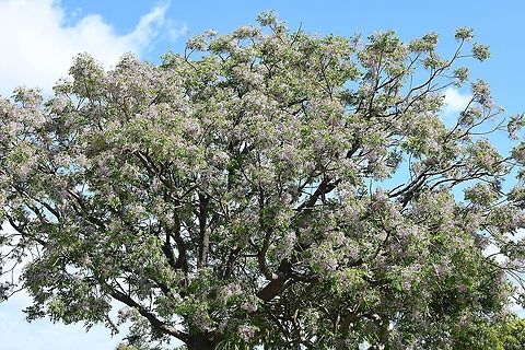 Syringa berrytree Native to this country and South East Asia. Here, the natural range is from Cooktown in north Queensland down through to the south coast of New South Wales. A deciduous shade tree with a rounded crown, usually reaching 12 m (but some as high as 30 m have been recorded). Width 8 m.

Flowers are very small at 10 mm diameter with five pale purple/white petals and growing in great swathes of clusters. One can often smell this tree before seeing it, the perfume is heady and (I think) really lovely. Fruits are small, round 15 mm diameter and poisonous to humans and some other mammals but birds are able to eat the fruits. (Some reports suggest that ingesting as few as 6–8 fruits can be fatal to humans).

https://www.jungledragon.com/image/104045/syringa_berrytree_flowers.html

https://www.jungledragon.com/image/102368/macro_syringa_berrytree_flower.html

https://www.jungledragon.com/image/122366/syringa_berrytree_flowers.html Australia,Cape lilac,Chinaberry tree,Geotagged,Melia azedarach,Meliaceae,Persian lilac,Sapindales,Spring,bead tree,botany,new south wales,syringa berrytree,tree,tulip cedar tree,white cedar