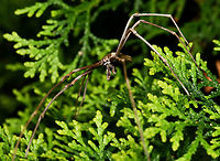 Ogre spider sentry It's all happening here, east coast New South Wales, Australia - well, it is spring. Excited to have my first redback of the season by my house back door...and a handsome ogre spider by the front! <br />
<br />
These spiders are also commonly called net-casters due to their highly unique mode of hunting (they do not spin conventional webs, but remain in the foliage with a tiny silken net strung between their front legs, ready to ensnare a passing meal, mostly during night-time hours). This is a male, with his remarkable pedipalps hanging down in front of his face. <br />
<br />
15 mm body length.<br />
<br />
https://www.jungledragon.com/image/105004/ogre_spider_lateral_view.html Araneae,Asianopis subrufa,Australia,Deinopidae,Geotagged,Macro,Net-casting Spider,Ogre-Faced Spider,Rufous Net-casting Spider,Spider,Spring,arachnid,arthropod,fauna,invertebrate,new south wales,ogre spider