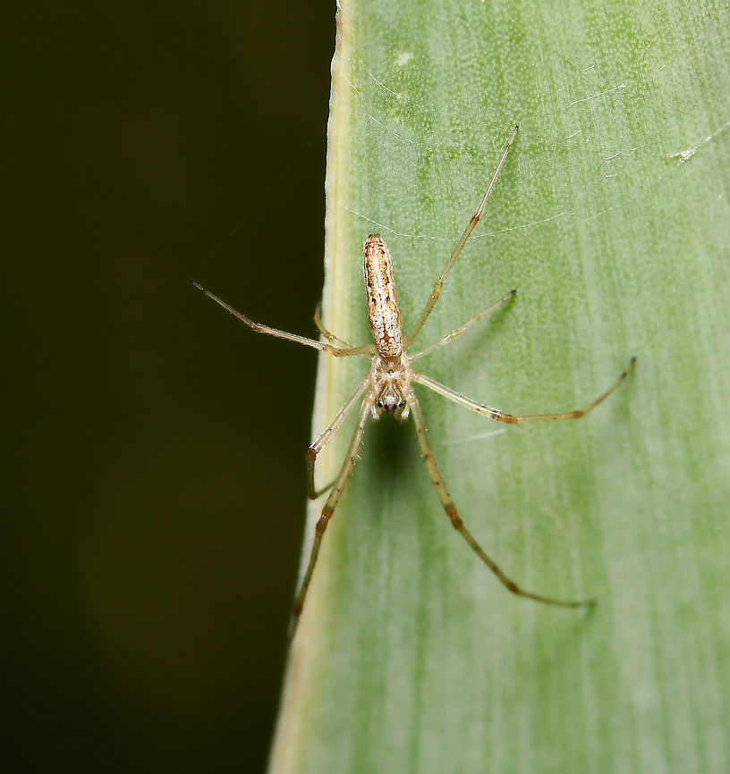 Tetragnatha demissa This species of spider typically builds a small roughly circular web in green shrubs, but may also be found lying along dead twigs or strands of fencing wire with not much webbing present.<br />
<br />
Male 10 mm body length<br />
<br />
<figure class="photo"><a href="https://www.jungledragon.com/image/105754/tetragnatha_demissa.html" title="Tetragnatha demissa"><img src="https://s3.amazonaws.com/media.jungledragon.com/images/3314/105754_thumb.jpg?AWSAccessKeyId=05GMT0V3GWVNE7GGM1R2&Expires=1767225610&Signature=dCP1W7wLxWP37EEUDhJpb%2BmmDus%3D" width="200" height="156" alt="Tetragnatha demissa This species typically builds a small roughly circular web in shrubs, but, like this one here....may also be found lying along twigs, leaves or strands of fencing wire with not much webbing present.<br />
<br />
Female 15 mm body length<br />
<br />
https://www.jungledragon.com/image/104633/tetragnatha_demissa.html Araneae,Australia,Crouching Long-jawed Spider,Geotagged,Long-jawed Orb Weaver,Tetragnatha demissa,Tetragnathidae,arachnid,arthropod,fauna,invertebrate,macro,new south wales,spider,summer" /></a></figure> Arachnid,Araneae,Australia,Geotagged,Invertebrate,Long-jawed Orb Weaver,Macro,Spider,Spring,Tetragnatha demissa,Tetragnathidae,arthropod,new south wales