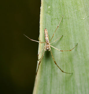 Tetragnatha demissa This species of spider typically builds a small roughly circular web in green shrubs, but may also be found lying along dead twigs or strands of fencing wire with not much webbing present.

Male 10 mm body length

https://www.jungledragon.com/image/105754/tetragnatha_demissa.html Arachnid,Araneae,Australia,Geotagged,Invertebrate,Long-jawed Orb Weaver,Macro,Spider,Spring,Tetragnatha demissa,Tetragnathidae,arthropod,new south wales
