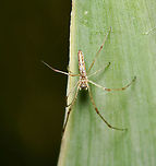 Tetragnatha demissa This species of spider typically builds a small roughly circular web in green shrubs, but may also be found lying along dead twigs or strands of fencing wire with not much webbing present.<br />
<br />
Male 10 mm body length<br />
<br />
https://www.jungledragon.com/image/105754/tetragnatha_demissa.html Arachnid,Araneae,Australia,Geotagged,Invertebrate,Long-jawed Orb Weaver,Macro,Spider,Spring,Tetragnatha demissa,Tetragnathidae,arthropod,new south wales