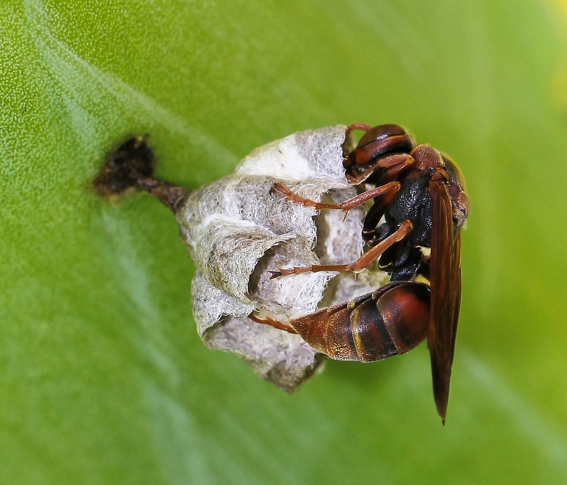 Polistes paper wasp at work I found and enjoyed watching a beautiful paper wasp building her nest on the underside of a yucca leaf. <br />
<br />
This female will become the queen if the colony can be established. <br />
<br />
<br />
20 mm body length<br />
<br />
 Australia,Geotagged,Hymenoptera,Macro,Paper Wasp,Polistes hum,Polistes humilis,Polistinae,Polistini,Vespidae,Wasp,arthropod,fauna,insect,invertebrate,new south wales,spring