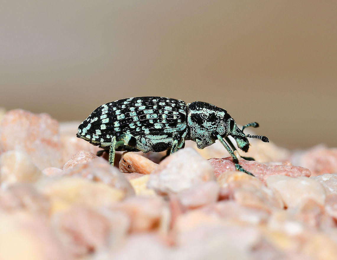 Botany Bay diamond weevil Native to this country in the south-east, taking the title of &#039;first insect from Australia&#039;, after being collected by Sir Joseph Banks when Captain Cook&rsquo;s expedition landed in Botany Bay in 1770, then recorded officially in 1775 by Danish entomologist Johan Fabricius. <br />
<br />
It is a lovely looking insect whose colour is predominantly black with patches of metallic blue or green scales. Both immature and adult stages live on just 28 of our 1000 Acacia species. The larvae form tunnels in the trunk and roots of the plant. <br />
<br />
N.B. not captive, seen making its way across pot plant gravel. <br />
<br />
25 mm body length, perhaps female as they are the larger size. <br />
<br />
<figure class="photo"><a href="https://www.jungledragon.com/image/104960/botany_bay_diamond_weevil_dorsal.html" title="Botany Bay diamond weevil dorsal"><img src="https://s3.amazonaws.com/media.jungledragon.com/images/3314/104960_thumb.jpg?AWSAccessKeyId=05GMT0V3GWVNE7GGM1R2&Expires=1767225610&Signature=%2FDxb0ZqE3%2Fy3Hv49kNrMiaeYmbc%3D" width="200" height="164" alt="Botany Bay diamond weevil dorsal Native to this country in the south-east, taking the title of &#039;first insect from Australia&#039;, after being collected by Sir Joseph Banks when Captain Cook&rsquo;s expedition landed in Botany Bay in 1770, then recorded officially in 1775 by Danish entomologist Johan Fabricius.<br />
<br />
It is a lovely looking insect whose colour is predominantly black with patches of metallic blue or green scales. Both immature and adult stages live on just 28 of our 1000 Acacia species. The larvae form tunnels in the trunk and roots of the plant.<br />
<br />
N.B. not captive, seen making its way across pot plant gravel.<br />
<br />
25 mm body length, perhaps female as they are the larger size.<br />
<br />
https://www.jungledragon.com/image/104884/botany_bay_diamond_weevil.html Australia,Botany Bay diamond weevil,Botany Bay weevil,Chrysolopus spectabilis,Coleoptera,Curculionidae,Fauna,Geotagged,Insect,Macro,Sapphire weevil,Spring,arthropod,invertebate,new south wales,weevil" /></a></figure> Australia,Botany Bay diamond weevil,Botany Bay weevil,Chrysolopus spectabilis,Coleoptera,Curculionidae,Fauna,Geotagged,Macro,Sapphire weevil,Spring,arthropod,insect,invertebrate,new south wales,weevil