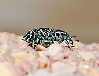 Botany Bay diamond weevil Native to this country in the south-east, taking the title of 'first insect from Australia', after being collected by Sir Joseph Banks when Captain Cook’s expedition landed in Botany Bay in 1770, then recorded officially in 1775 by Danish entomologist Johan Fabricius. <br />
<br />
It is a lovely looking insect whose colour is predominantly black with patches of metallic blue or green scales. Both immature and adult stages live on just 28 of our 1000 Acacia species. The larvae form tunnels in the trunk and roots of the plant. <br />
<br />
N.B. not captive, seen making its way across pot plant gravel. <br />
<br />
25 mm body length, perhaps female as they are the larger size. <br />
<br />
https://www.jungledragon.com/image/104960/dorsal_botany_bay_diamond_weevil.html Australia,Botany Bay diamond weevil,Botany Bay weevil,Chrysolopus spectabilis,Coleoptera,Curculionidae,Fauna,Geotagged,Macro,Sapphire weevil,Spring,arthropod,insect,invertebrate,new south wales,weevil