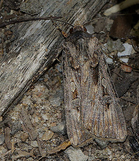 Camouflaged brown cutworm moth Found throughout most of Australia, the adult moth of the brown cutworm is brown and grey with variable pattern. There is usually a silvery grey elongated oval on the forewings. It is similar in appearance to the bogong moth which is a more even brown colour. The caterpillars start off pale and darken as they develop becoming dark brown before they pupate in the soil. Caterpillars with a pink tinge are known as pink cutworm. 


The brown cutworm caterpillar feeds on a variety of plants. It is a pest of agricultural crops such as cereals, tobacco, cotton, maize and sweet corn. The caterpillar feeds at night and shelters during the day in the soil at the base of the food plant. 

4 cm wingspan.  Agrotis munda,Australia,Camouflage,Fauna,Geotagged,Lepidoptera,Noctuidae,Spring,arthropod,brown cutworm moth,insect,invertebrate,macro,moth,new south wales