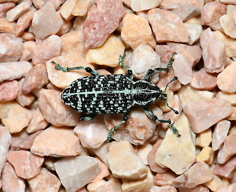 Botany Bay diamond weevil dorsal Native to this country in the south-east, taking the title of 'first insect from Australia', after being collected by Sir Joseph Banks when Captain Cook’s expedition landed in Botany Bay in 1770, then recorded officially in 1775 by Danish entomologist Johan Fabricius.

It is a lovely looking insect whose colour is predominantly black with patches of metallic blue or green scales. Both immature and adult stages live on just 28 of our 1000 Acacia species. The larvae form tunnels in the trunk and roots of the plant.

N.B. not captive, seen making its way across pot plant gravel.

25 mm body length, perhaps female as they are the larger size.

https://www.jungledragon.com/image/104884/botany_bay_diamond_weevil.html Australia,Botany Bay diamond weevil,Botany Bay weevil,Chrysolopus spectabilis,Coleoptera,Curculionidae,Fauna,Geotagged,Insect,Macro,Sapphire weevil,Spring,arthropod,invertebate,new south wales,weevil