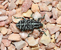Botany Bay diamond weevil dorsal Native to this country in the south-east, taking the title of 'first insect from Australia', after being collected by Sir Joseph Banks when Captain Cook’s expedition landed in Botany Bay in 1770, then recorded officially in 1775 by Danish entomologist Johan Fabricius.<br />
<br />
It is a lovely looking insect whose colour is predominantly black with patches of metallic blue or green scales. Both immature and adult stages live on just 28 of our 1000 Acacia species. The larvae form tunnels in the trunk and roots of the plant.<br />
<br />
N.B. not captive, seen making its way across pot plant gravel.<br />
<br />
25 mm body length, perhaps female as they are the larger size.<br />
<br />
https://www.jungledragon.com/image/104884/botany_bay_diamond_weevil.html Australia,Botany Bay diamond weevil,Botany Bay weevil,Chrysolopus spectabilis,Coleoptera,Curculionidae,Fauna,Geotagged,Insect,Macro,Sapphire weevil,Spring,arthropod,invertebate,new south wales,weevil