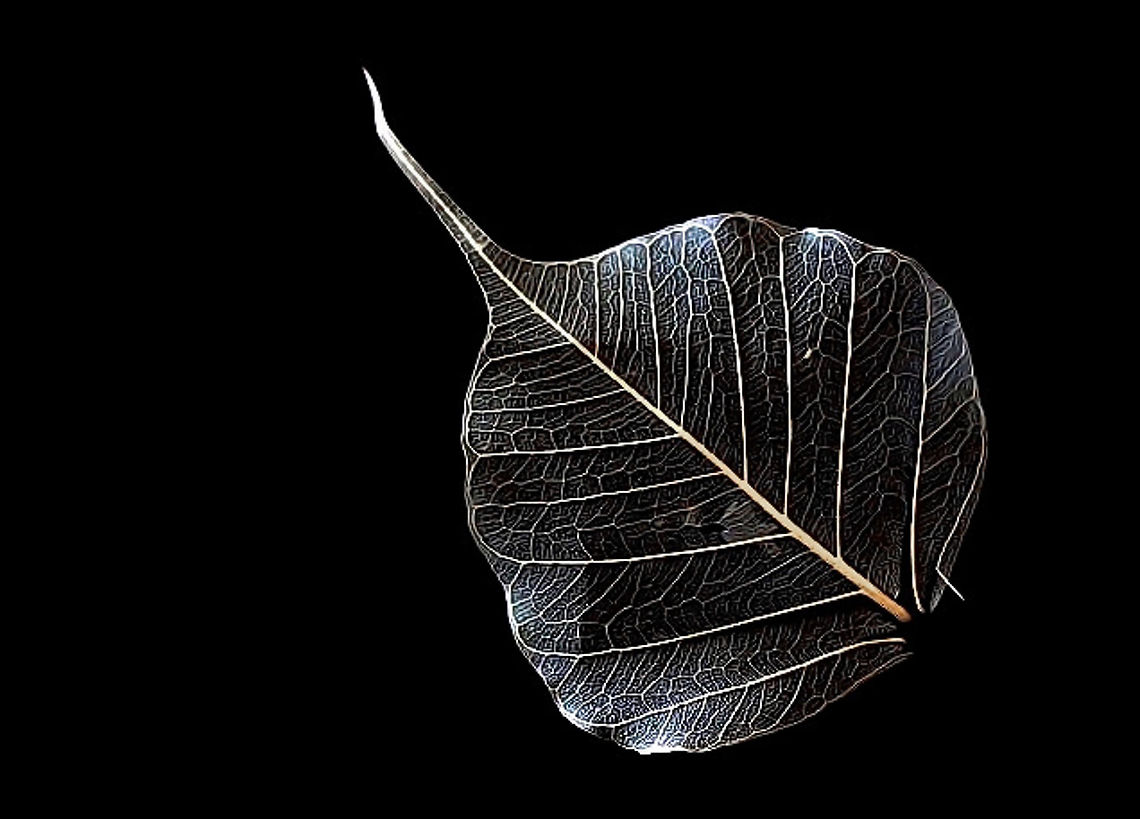 Venation on Ficus religiosa leaf skeleton One of the botanical specimens I&#039;ve collected over the years - but I&#039;ve had it for so long I can no longer remember in which country I found the original leaf. <br />
<br />
Update...identified by JD member _ChunXingWong_ Australia,Bodhi tree,Fall,Ficus religiosa,Flora,Geotagged,Leaf,Moraceae,Peepul tree,Pippala tree,Rosales,Sacred fig,ashwattha tree,botany,leaf skeleton,leaf venation