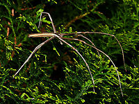 Ogre spider lateral view It's all happening here, east coast New South Wales, Australia - well, it is spring. Excited to have my first redback of the season by my house back door...and a handsome ogre spider by the front! <br />
<br />
These spiders are also commonly called net-casters due to their highly unique mode of hunting (they do not spin conventional webs, but remain in the foliage with a tiny silken net strung between their front legs, ready to ensnare a passing meal, mostly during night-time hours). This is a male, with his remarkable pedipalps hanging down in front of his face.<br />
<br />
15 mm body length.<br />
<br />
https://www.jungledragon.com/image/104598/ogre_spider_sentry.html Araneae,Asianopis subrufa,Australia,Deinopidae,Geotagged,Macro,Net-casting spider,Ogre spider,Ogre-Faced Spider,Rufous Net-casting Spider,Spring,arachnid,arthropod,fauna,invertebrate,new south wales,spider