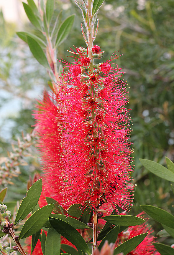 Callistemon citrinus Most bottlebrushes occur in the east and south-east of this country. They often grow in damp or wet conditions such as along creek beds or in areas which are prone to floods.<br />
<br />
Bottlebrushes are members of the genus Callistemon and belong to the family Myrtaceae. They are all woody shrubs which range from 0.5 m to 4 m in height. The flowers can be spectacular and are irresistible to nectar-feeding birds and insects.<br />
<br />
<br />
<figure class="photo"><a href="https://www.jungledragon.com/image/100689/bottlebrush_maturing_flower_spikes.html" title="Bottlebrush maturing flower spikes"><img src="https://s3.amazonaws.com/media.jungledragon.com/images/3314/100689_thumb.jpg?AWSAccessKeyId=05GMT0V3GWVNE7GGM1R2&Expires=1759968010&Signature=7yZNK3gks7K6E6%2BHNLqjZx1R6Qo%3D" width="200" height="152" alt="Bottlebrush maturing flower spikes Most bottlebrushes occur in the east and south-east of this country. They often grow in damp or wet conditions such as along creek beds or in areas which are prone to floods.<br />
<br />
Bottlebrushes are members of the genus Callistemon and belong to the family Myrtaceae. They are all woody shrubs which range from 0.5 m to 4 m in height. The flowers can be spectacular and are irresistible to nectar-feeding birds and insects.<br />
<br />
<br />
<br />
https://www.jungledragon.com/image/105016/callistemon_citrinus.html<br />
<br />
https://www.jungledragon.com/image/121965/callistemon_citrinus_buds_opening.html Australia,Callistemon citrinus,Crimson Bottlebrush,Flora,Geotagged,Myrtaceae,Myrtales,Spring,botany,new south wales,plant" /></a></figure><br />
<br />
<figure class="photo"><a href="https://www.jungledragon.com/image/121965/callistemon_citrinus_buds_opening.html" title="Callistemon citrinus buds opening"><img src="https://s3.amazonaws.com/media.jungledragon.com/images/3314/121965_thumb.jpg?AWSAccessKeyId=05GMT0V3GWVNE7GGM1R2&Expires=1759968010&Signature=7djKZ%2FgtZ38tJ3zMXgPKkZUiLlI%3D" width="122" height="152" alt="Callistemon citrinus buds opening These plants are found naturally here in New South Wales, also Victoria and southern Queensland, usually in wet or swampy conditions as well as rocky outcrops, mainly on the coast and tablelands. Growing 3 to 4 m. <br />
<br />
The leaves are narrow-elliptic, up to 7 cm long, and about 1 cm wide with a lemon odour when crushed.<br />
<br />
The lower spikes are 6 –10 cm long, by 7 cm diameter. Filaments as seen here are bright red, sometimes purplish red.<br />
<br />
Flowers are produced in spring, up to two flowerings if moisture is available. <br />
<br />
https://www.jungledragon.com/image/100689/bottlebrush_maturing_flower_spikes.html<br />
<br />
https://www.jungledragon.com/image/105016/callistemon_citrinus.html Australia,Callistemon citrinus,Crimson Bottlebrush,Flora,Geotagged,Macro,Myrtaceae,Myrtales,botany,new south wales,red flowers,spring" /></a></figure> Australia,Callistemon citrinus,Crimson Bottlebrush,Flora,Geotagged,Myrtaceae,Myrtales,Spring,botany,new south wales,plant,red flowers