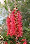 Callistemon citrinus Most bottlebrushes occur in the east and south-east of this country. They often grow in damp or wet conditions such as along creek beds or in areas which are prone to floods.<br />
<br />
Bottlebrushes are members of the genus Callistemon and belong to the family Myrtaceae. They are all woody shrubs which range from 0.5 m to 4 m in height. The flowers can be spectacular and are irresistible to nectar-feeding birds and insects.<br />
<br />
<br />
https://www.jungledragon.com/image/100689/bottlebrush_maturing_flower_spikes.html<br />
<br />
https://www.jungledragon.com/image/121965/callistemon_citrinus_buds_opening.html Australia,Callistemon citrinus,Crimson Bottlebrush,Flora,Geotagged,Myrtaceae,Myrtales,Spring,botany,new south wales,plant,red flowers