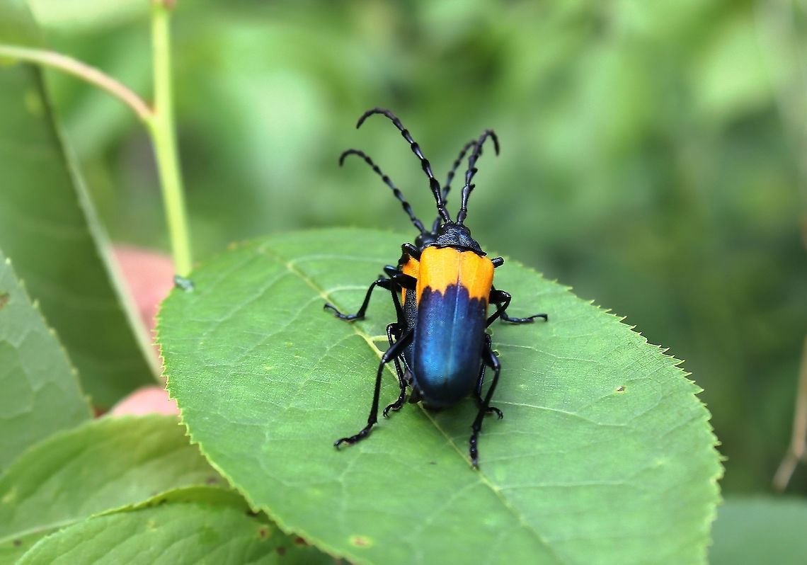 Eastern elderberry borer mating pair Adult elderberry borers feed on leaves and pollen from the flower heads of elderberry, and female beetles lay their eggs near the base of the elderberry plant.  Upon hatching, the larvae bore into roots where they feed and develop on nutritious plant tissues. However, elderberry is chemically defended by potent cyanogenic glycosides, toxic compounds that are believed to be passed along from larvae to adults. A taste of these noxious chemicals during an attack may teach a predator that large dark blue and yellow insects are not to be included on the menu. <br />
<br />
Around 25 mm body length Coleoptera,Desmocerus palliatus,Elderberry Borer,Geotagged,Macro,Spring,United States,arthropod,cerambycidae,fauna,insect,invertebrate,long-horned beetle,longicorn beetle,pennsylvania