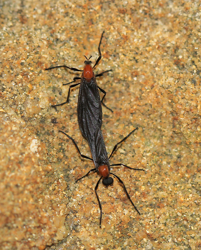 Plecia sp. mating pair During and after mating, pairs remain together, even in flight, for up to several days. The male with larger eyes is at the bottom of the image.<br />
<br />
These flies are nectar and pollen feeders. Although some Australian species may be quite abundant as soil temperatures increase following winter, clearly 'March fly' is a misnomer here in the Southern Hemisphere.<br />
<br />
7 mm body length Australia,Bibionidae,Diptera,Geotagged,Insect,Love bugs,Macro,March fly,Plecia,Spring,arthropod,fauna,invertebrate,new south wales